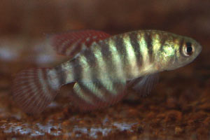 Simpsonichthys delucai Male