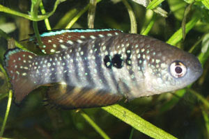 Simpsonichthys notatus male