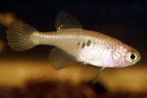 Simpsonichthys magnificus female