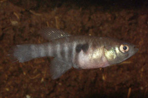 Simpsonichthys ocellatus 