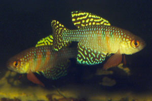 Simpsonichthys magnificus 