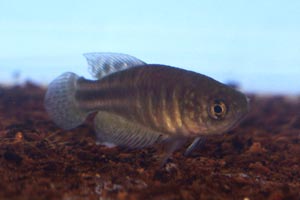 Simpsonichthys perpendicularis