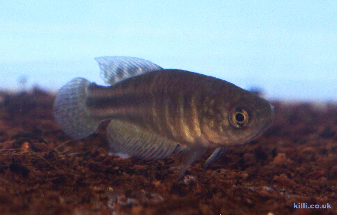 Simpsonichthys perpendicularis male