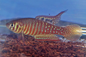 Simpsonichthys santanae