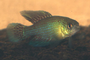 Simpsonichthys fulminantis - This male won 