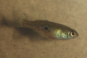 Simpsonichthys fulminantis female