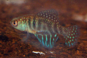 Simpsonichthys hellneri 