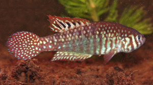 Simpsonichthys zonatus 