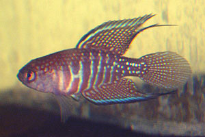 Simpsonichthys marginatus 