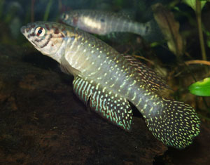 Nematolebias papilliferus Inoa. Male in the foreground, female in the background.