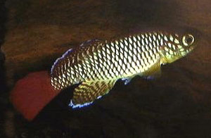 Nothobranchius albimarginatus Kiparanganda TAN 98-13.