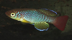 Nothobranchius albimarginatus Kiparanganda TAN 97-40.