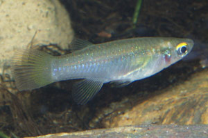 Aplocheilicthys spilauchen female