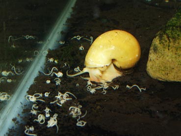 Apple snails also love white worms and can quickly hoover up the whole feeding