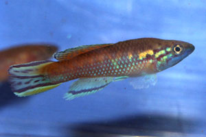 Callopanchax occidentalis Mangata GM97-3, from Guinea