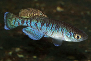 Nothobranchius capriviensis 