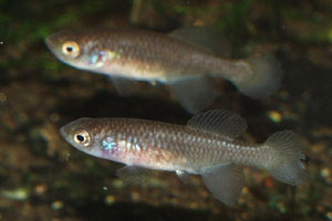Nothobranchius capriviensis - two females