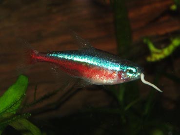 Non killies, like this cardinal tetra also enjoy a white worm