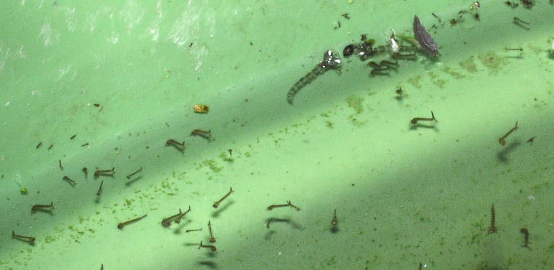 Mosquito larvae make a great food for killifish, even for fry when hatched from collected mosquito rafts