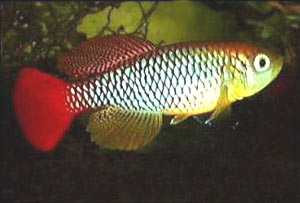 Nothobranchius elongatus Mariakani K96.