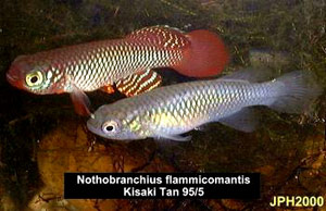 Nothobranchius flammicomantis