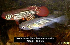 Nothobranchius flammicomantis Kisaki TAN 95-5.