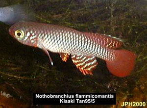 Nothobranchius flammicomantis Kisaki TAN 95-5.