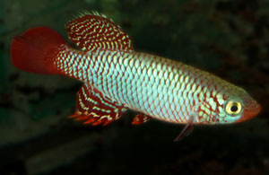 Nothobranchius flammicomantis Kisaki TAN 95-5