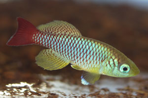 Nothobranchius foerschi