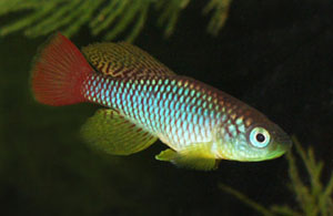 Nothobranchius foerschi