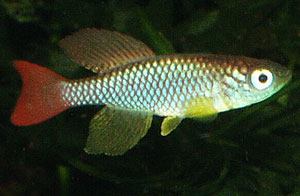 Nothobranchius foerschi