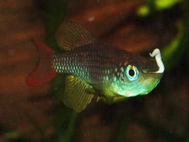 Nothobranchius foerschi TZL49-01 eating a white worm, Enchytraeus albidus