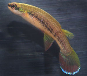 Rivulus frenatus Annarica GUY 97-20