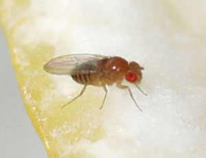 Wild-type fruit fly - Drosophila melanogaster