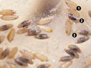 Drosophila pupae