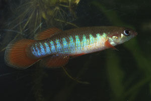 Fundulus cingulatus . This image demonstrates the terrific colouration of adults of this species.