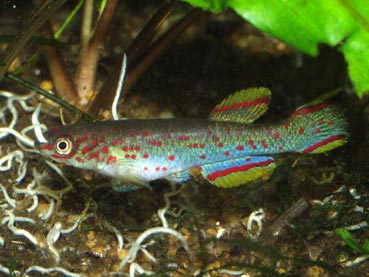 Fundulopanchax species can eat quite a few white worm in one sitting