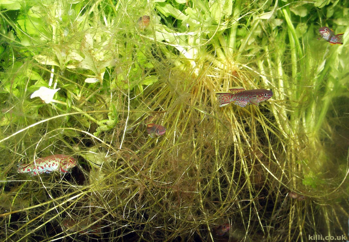 Fundulopanchax gardneri is an easy species to breed using the long term method: adult fish are kept in such a densely planted tank that some fry will always survive