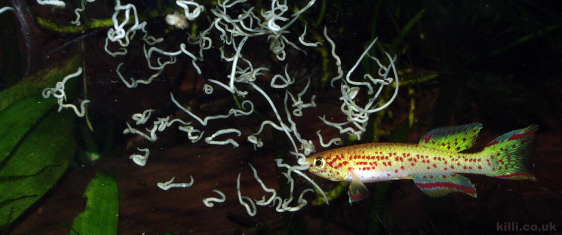 Fundulopanchax gardneri gold enjoying a white worm