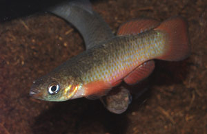 Fundulus cingulatus 