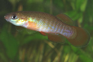 Fundulus cingulatus A mature male