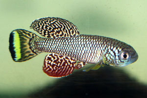 Nothobranchius furzeri Mazimechopes River MOZ 04-13
