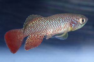 Nothobranchius furzeri