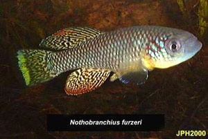 Nothobranchius furzeri original Ghona Re Zhou population