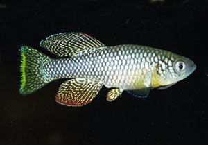 Nothobranchius furzeri