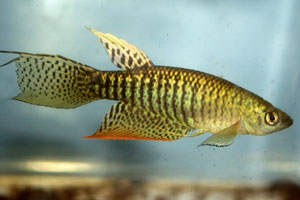 Gnatholebias zonatus