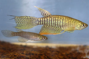 Gnatholebias zonatus Finca BBL 01-6. Pair.