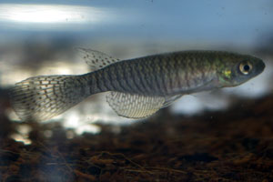 Gnatholebias zonatus Finca BBL 01-6. Female.