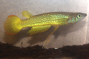 Aplocheilus lineatus Gold. Often sold as the 