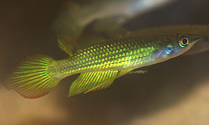 Aplocheilus lineatus